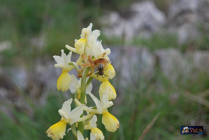 orchis pauciflora.JPG